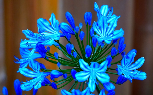 agapanthus blauw